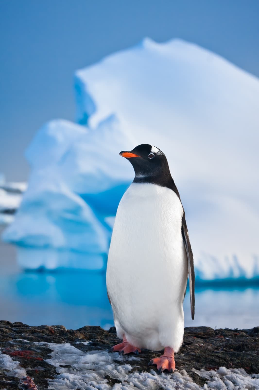 Pinguïn bij een ijsberg